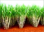 SUGARCANE